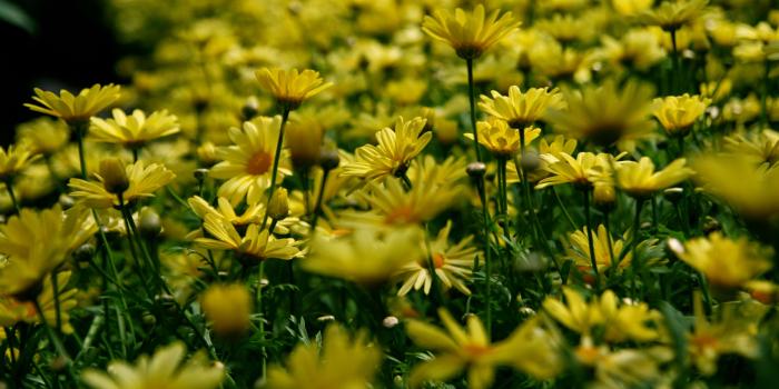 3840x2113 3030715 background, beautiful flowers, daisies, flora, flowers