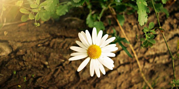 4500x3000 White Yellow Daisy Flower - Free Stock Photo, Image, Wallpaper, HD