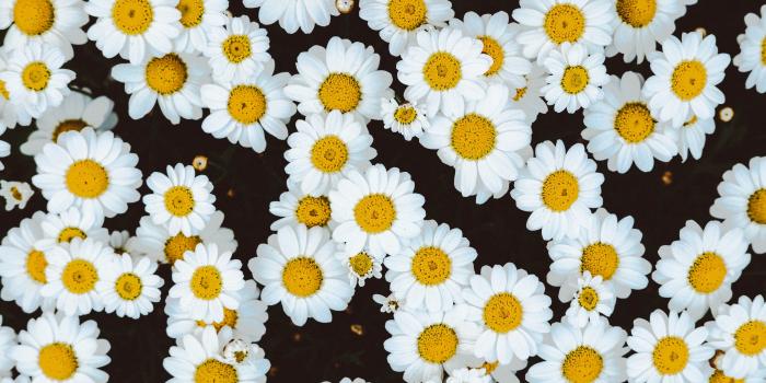 4896x3264 White-and-yellow daisy lot, Daisies, Flowers, Buds HD wallpaper
