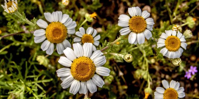 2851x1844 White And Yellow Daisy Flowers - Free Stock Photo, Image, Wallpaper