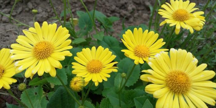 1332x850 Wallpaper spring, doronikum, the flowers are yellow, yellow Daisy