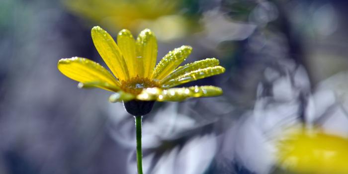 2560x1600 Yellow daisy wallpaper - Flower wallpapers - #32560