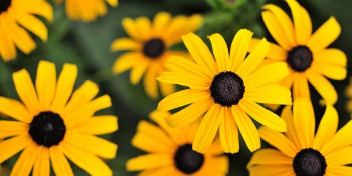 1130x749 Yellow flowers - Gloriosa Daisy HD wallpaper