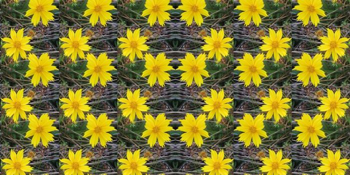 1920x1328 Flowers,daisies,yellow,rows,diagonal - free photo from needpix.com