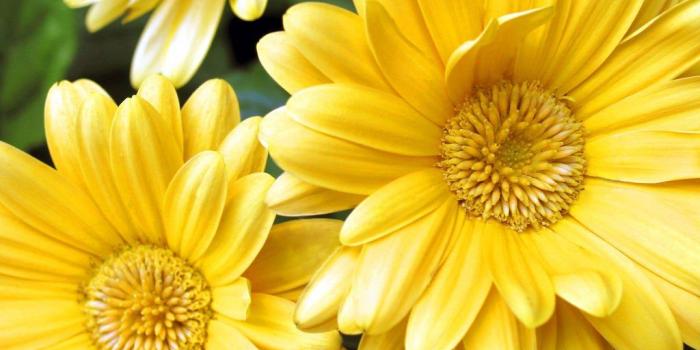 1024x768 Desktop Wallpapers » Flowers Backgrounds » Yellow Gerbera Daisy