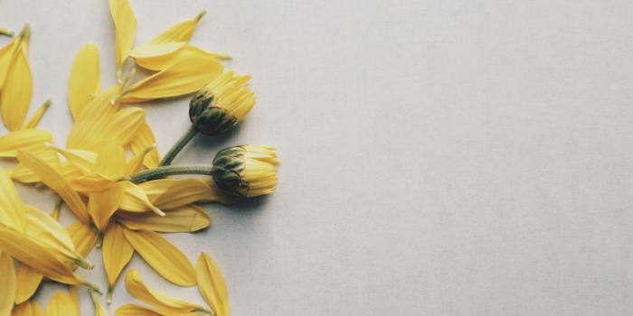 1920x1080 Yellow Daisy Flowers Wallpaper - Wallpaper Stream