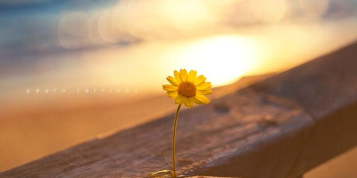 1208x806 Flower Sunshine Daisy Yellow Desktop Wallpaper Widescreen ~ Flower