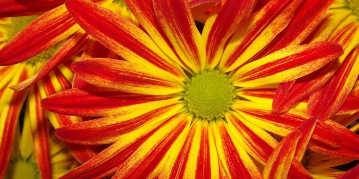 1920x1200 Red and yellow daisy wallpaper - Flower wallpapers - #54219