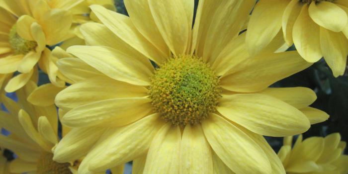 4000x3000 Yellow daisy wallpaper #11870 | PC | en