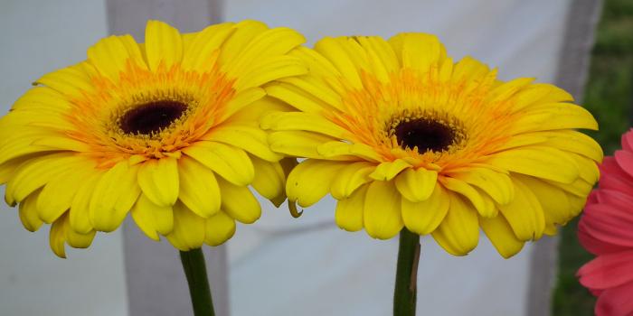 3648x2736 Yellow Gerbera Daisy specifically conveys cheerfulness « Wallpaper Tadka