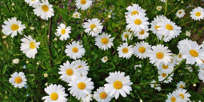 3840x2400 Marguerite Wildflowers Flowering Plant Flowers With White Petals