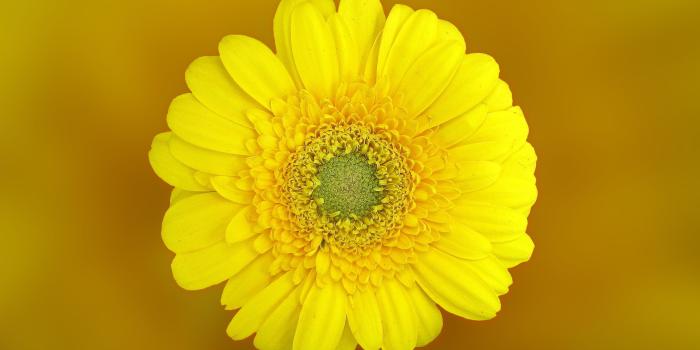 2746x1950 Yellow Daisy In Macro Shot - Free Stock Photo, Image, Wallpaper, HD