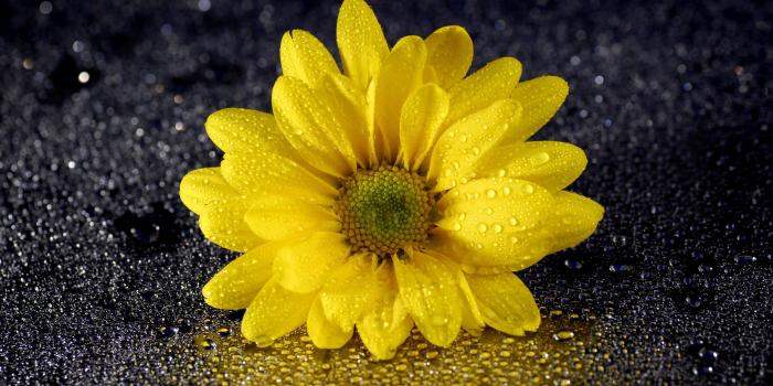 3840x2571 Yellow Daisy Flower 4k Ultra HD Wallpaper | Background Image