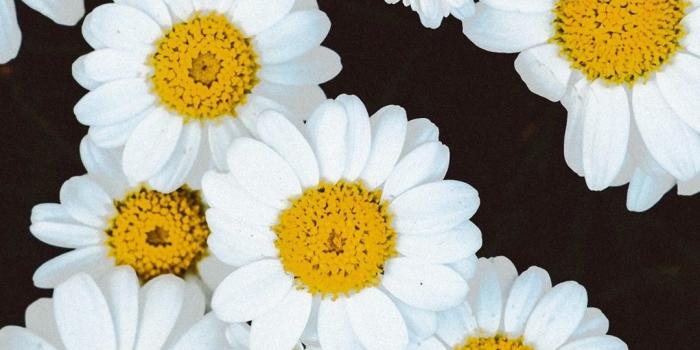 1080x1920 Yellow Daisies Flowers Fence Wallpapers