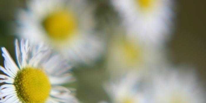 1366x768 Flowers: Daisy Bunch Flower Yellow Daisies Flowers Don Tell