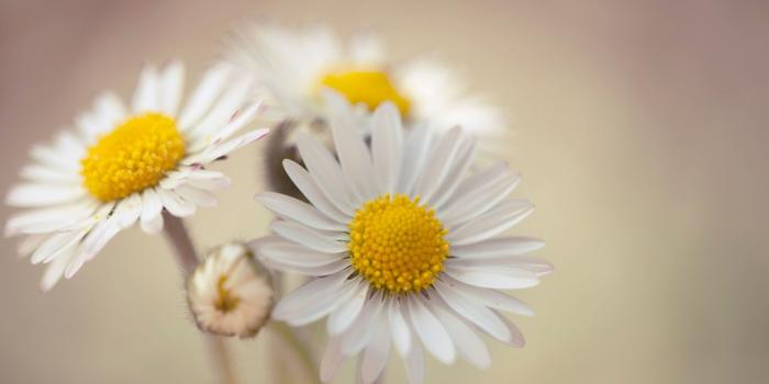 1920x1200 White Daisy Flower Hd Wallpaper - Flowers Healthy