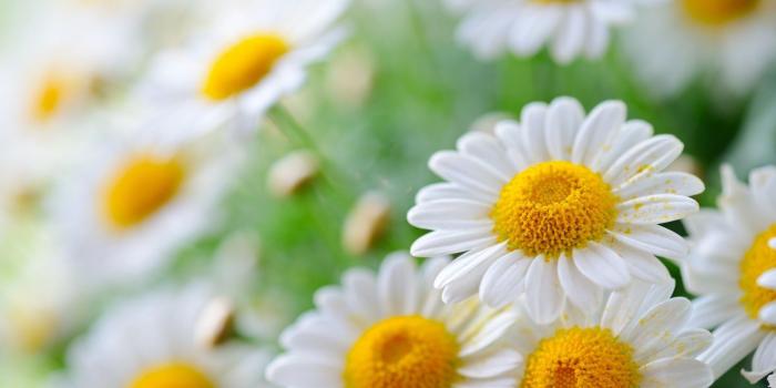 1680x1050 Beautiful Yellow Daisy Flowers Close Up wallpaper | Best HD Wallpapers