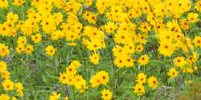 2048x2732 Get Yellow Daisy Wave wallpaper ForWallpapercom [4000x3000] for your