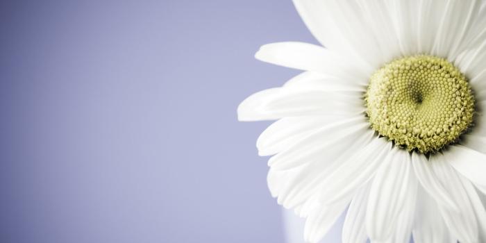 1920x1080 70+ Single Daisy Wallpapers - Download at WallpaperBro