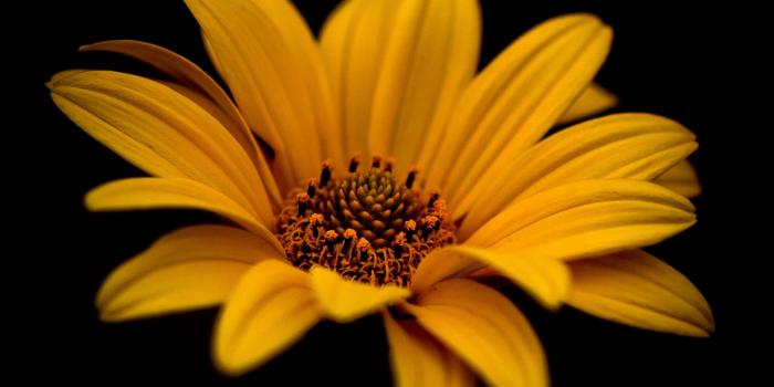 2560x1599 Yellow Daisy widescreen wallpaper