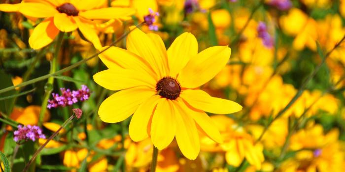 1920x1080 Quebec Tag wallpapers: Bright Yellow Daisy Black Eyed Susan Flowers