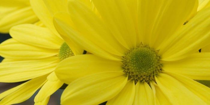 1024x768 Desktop Wallpapers » Flowers Backgrounds » Yellow Daisy » www