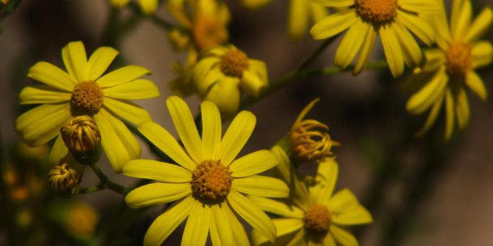 3200x2400 Yellow daisy HD wallpaper download