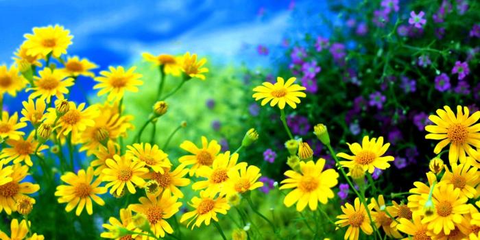1920x1200 Yellow Daisies HD Wallpaper | Background Image | 1920x1200 | ID