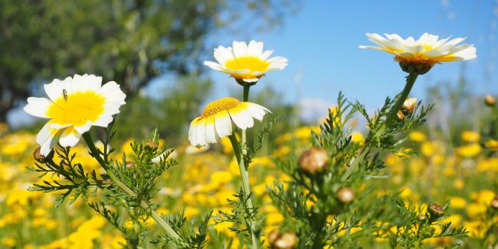 4608x3456 white and yellow daisy field free image | Peakpx