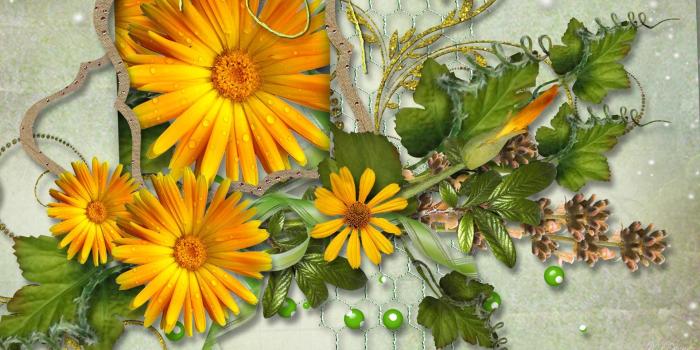 1920x1080 Yellow Daisies Buds wallpaper | nature and landscape | Wallpaper Better