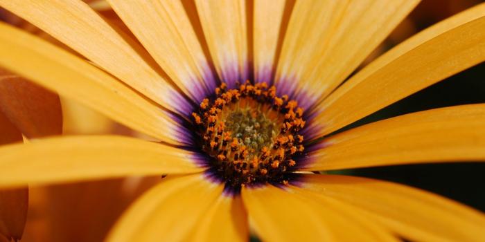 1600x1200 Yellow Daisy ❤ 4K HD Desktop Wallpaper for 4K Ultra HD TV • Wide