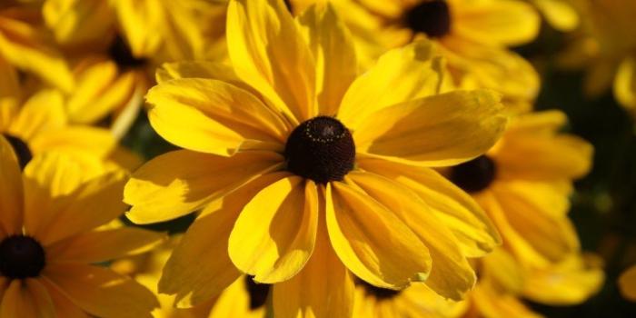 1024x768 Yellow Daisies Wallpaper