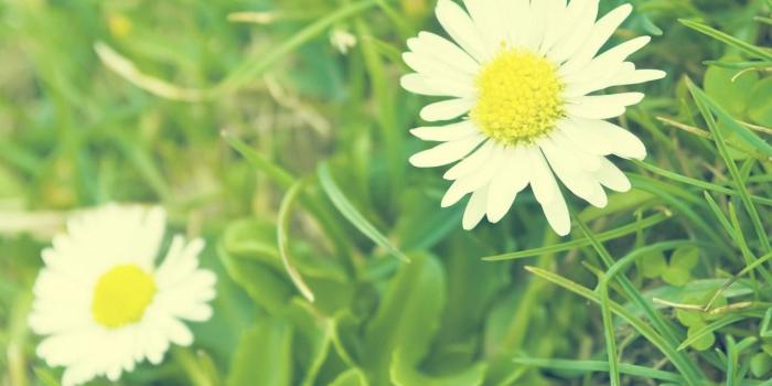 1280x804 White Daisy wallpapers | White Daisy stock photos