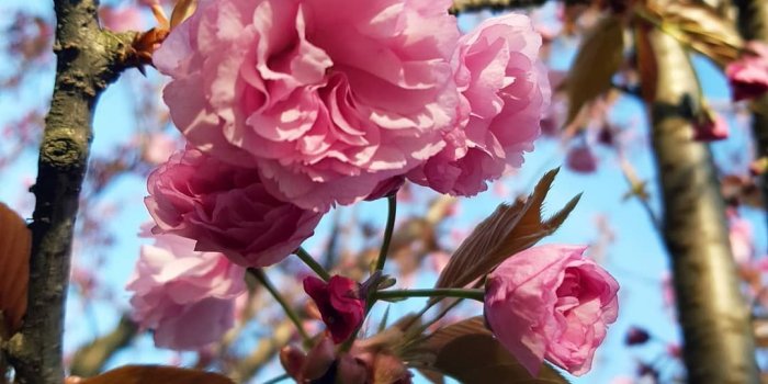 1080x1350 flowers #sakura #cherry #pink #sky #tree #nature #wallpaper