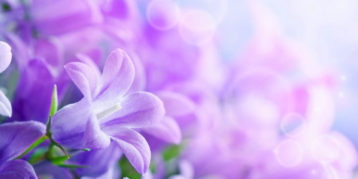 5200x3250 Purple Flowers Desktop Wallpaper Hd 5200x3250 : Wallpapers13.com