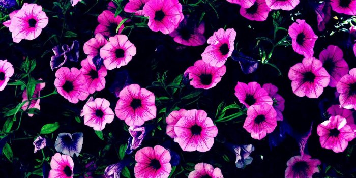 1600x1000 Purple desktop wallpaper hd Gallery