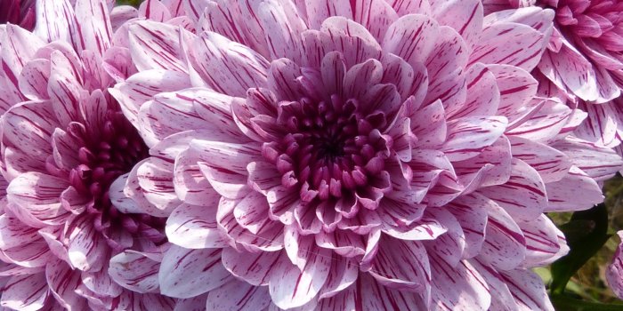 3840x2160 Purple Blooming Dahlia Wallpaper - iPhone, Android & Desktop Backgrounds