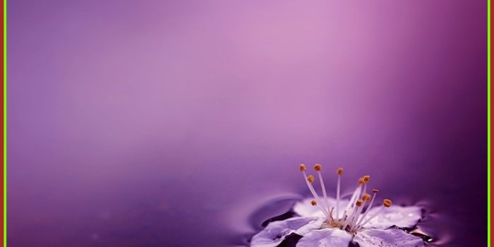 1970x1250 Purple Flower Desktop Background - Flowers Healthy