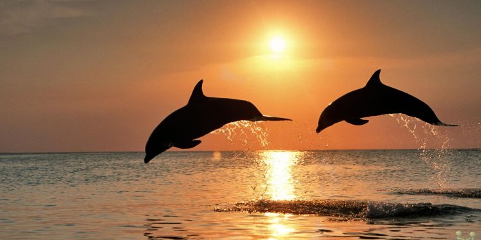 1920x1080 Free download wallpapers cute ocean beautiful desktop backgrounds