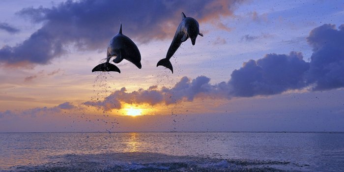 1920x1200 dolphins-sunbathing-sunrise-sunset-ocean-sky-mammals-water-nature