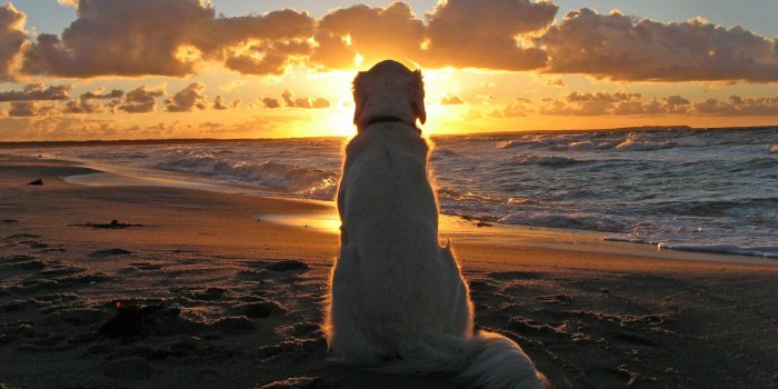 1920x1080 40+ Animal Sunset Wallpapers - Download at WallpaperBro