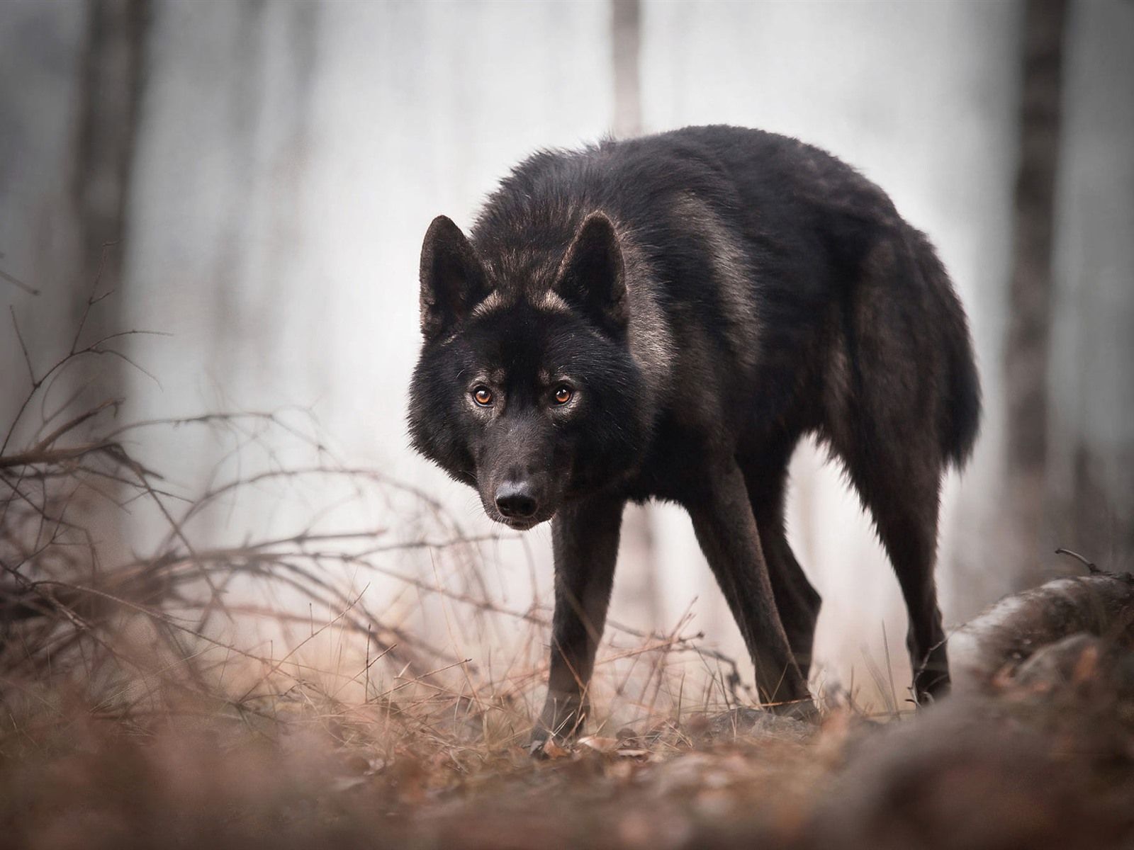 1600x1200 Wallpaper Black wolf look at you, forest 1920x1200 HD Picture, Image