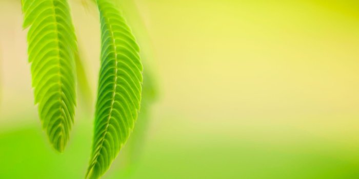 1920x1200 nature, Leaves, Macro, Simple Background Wallpapers HD / Desktop and