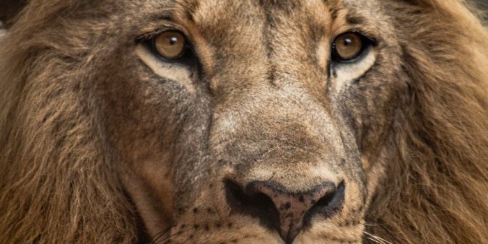 1000x1500 500+ King Pictures [HD] | Download Free Images on Unsplash