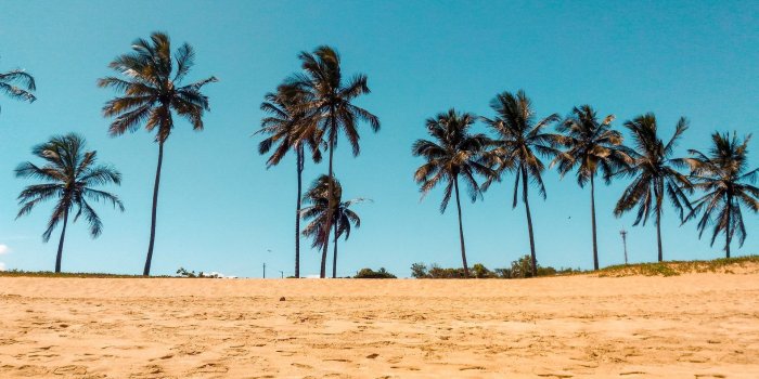 1920x1440 California Palm Trees Wallpaper for Free HD Download