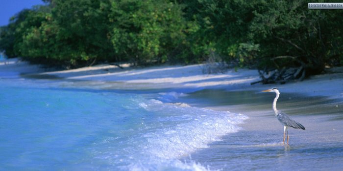1920x1080 Bird Looking Sea Side Maldives Paradise Island Wallpaper