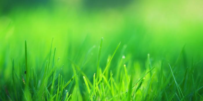 2560x1440 2560x1440 Green Grass Field 1440P Resolution HD 4k Wallpapers