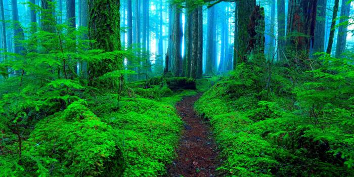 2560x1440 Misty Green Forest HD Wallpaper | Background Image | 2560x1440 | ID