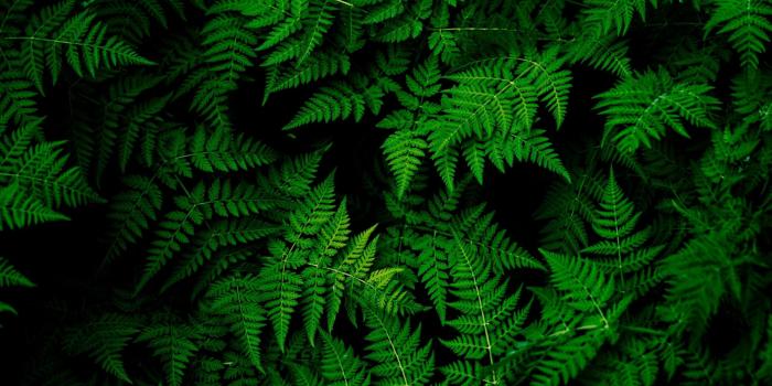 2560x1440 Green leaves HD Wallpaper Youtube Cover Photo - HD Wallpaper