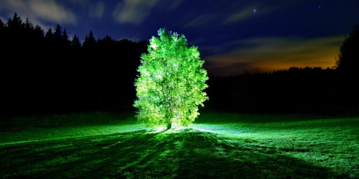 2560x1440 Glorious glowing green tree [Wallpaper] | dotTech